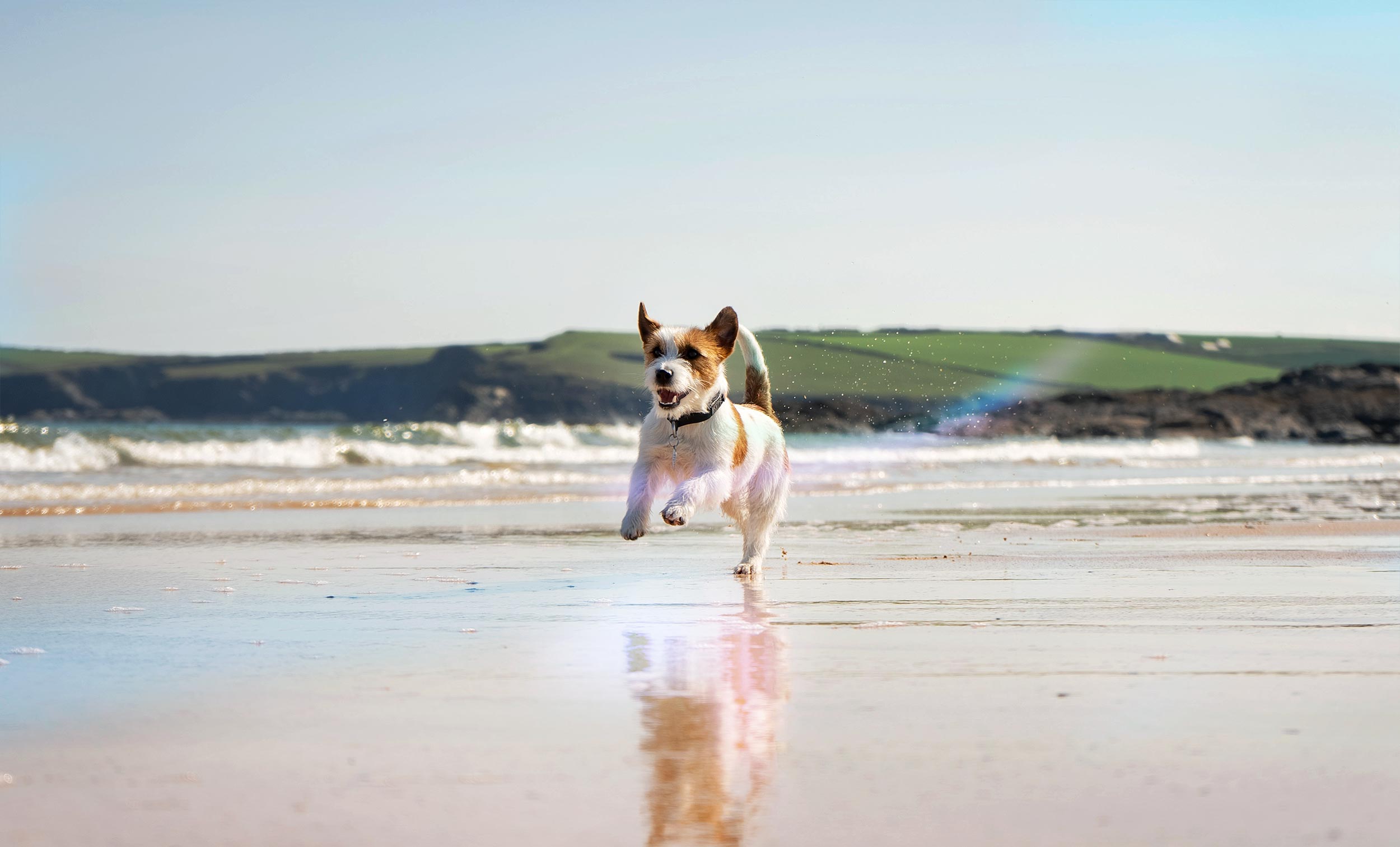 Dog on Beach Cropped Tight on the Dog